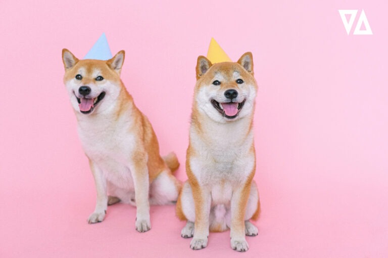 two adult orange and white dogs wearing blue and yellow party hats sitting in front of a pink background